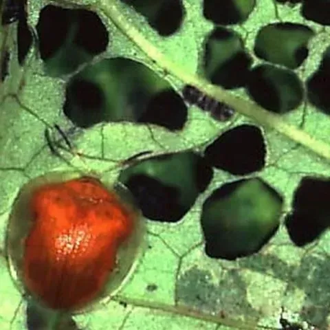 thumbnail for publication: Golden Tortoise Beetle, Charidotella (=Metriona) bicolor (Fabricius) (Insecta: Coleoptera: Chrysomelidae)